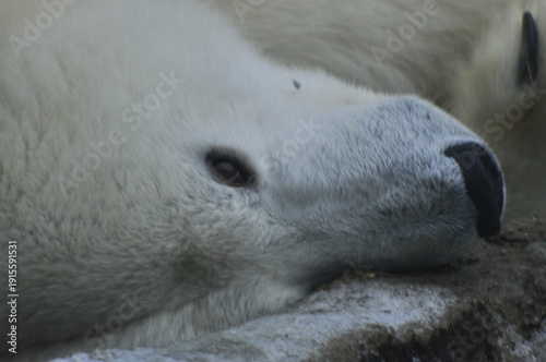 Animals are a traditionally distinguished category of organisms (since the time of Aristotle), currently considered as a biological kingdom. Animals are the main object of zoology study.