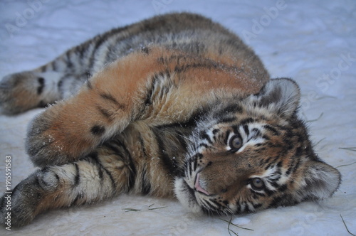 Animals are a traditionally distinguished category of organisms (since the time of Aristotle), currently considered as a biological kingdom. Animals are the main object of zoology study.
