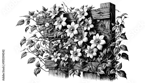  blooming clematis climbing wooden fence in black-and-white sketch style