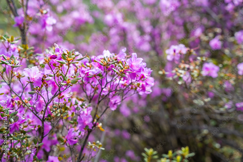 Fototapeta premium Close up of Flowering Moralnik shrub in the mountains of Chuysky Trakt Altai Russia. Native Siberian plant blooming in mountain landscape.