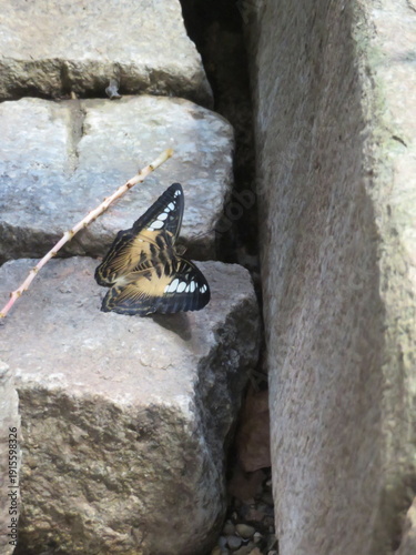 Schmetterlin - Butterfly