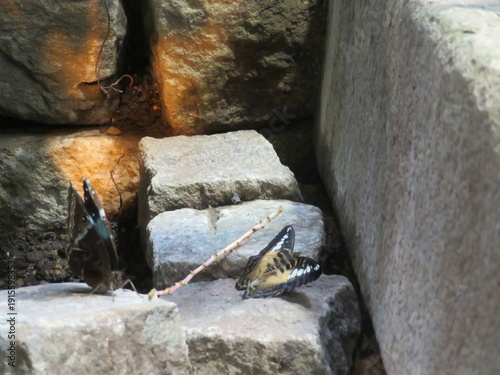 Schmetterlin - Butterfly