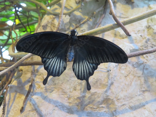 Schmetterlin - Butterfly