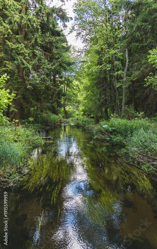 natural landscape of a river flowing through a forest