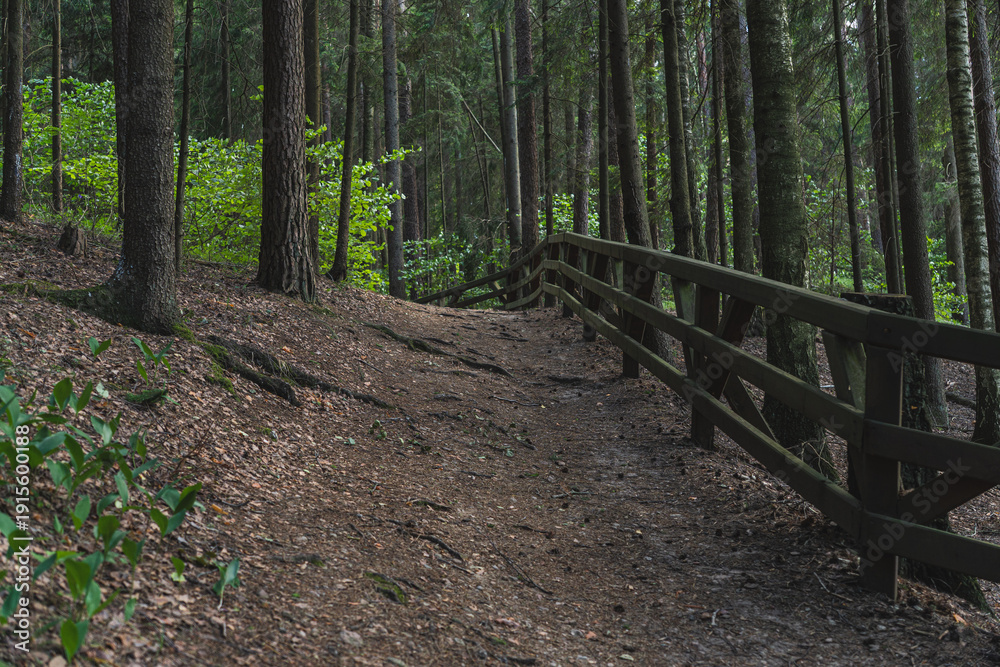 Fototapeta premium A forest path in the middle of the woods, part of a hiking trail