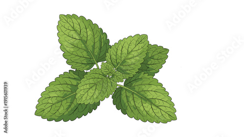 Close up illustration of fresh green mint or lemon balm leaves on a white background, ideal for culinary, herbal, or wellness themes.