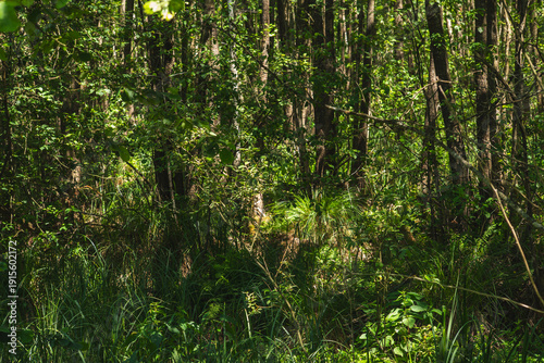 Quadro em tela landscape of a densely overgrown riparian forest in summer