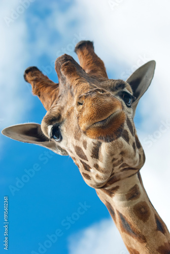 Photography Low angle headshot of a Rothschild Giraffe (Giraffa camelopardalis rothschildi) looking down at the camera at West Midlands Safari Park, Bewdley, Worcestershire, England, UK