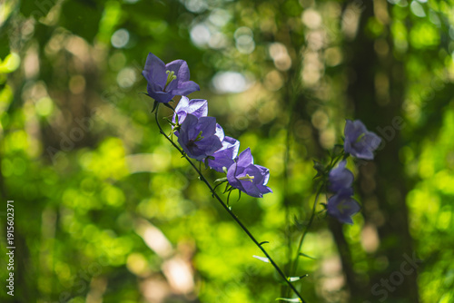 Foto Close up of peach-leaved bellflower growing in a forest