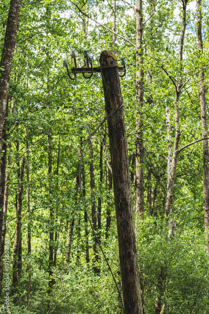 Fototapeta premium An old wooden power line pole between trees