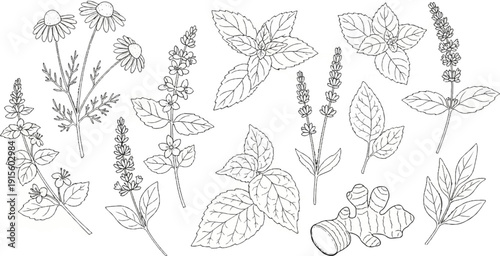 Line art collection of herbal plants and ginger root