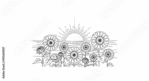 Line drawing of a field of sunflowers with a rising sun behind horizontal lines