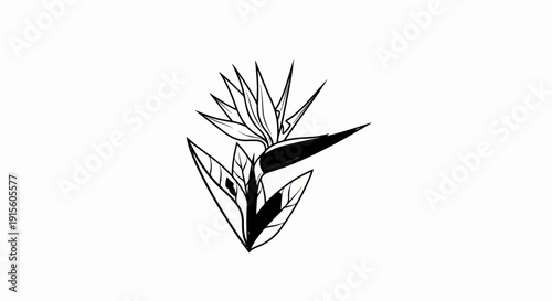 Hand-drawn black and white sketch of a bird of paradise flower