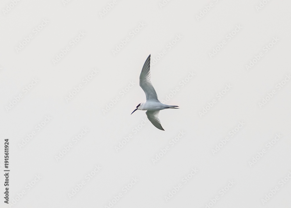 Obraz premium Sandwich tern (Thalasseus sandvicensis) flying against clear blue sky