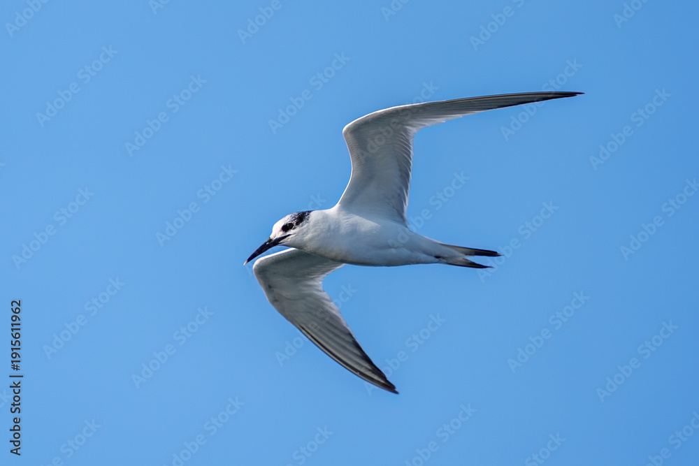 Obraz premium Sandwich tern (Thalasseus sandvicensis) flying against clear blue sky