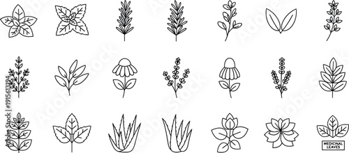 A collection of minimal black outline icons representing various medicinal herbs and healing plants suitable for natural health and wellness branding designs