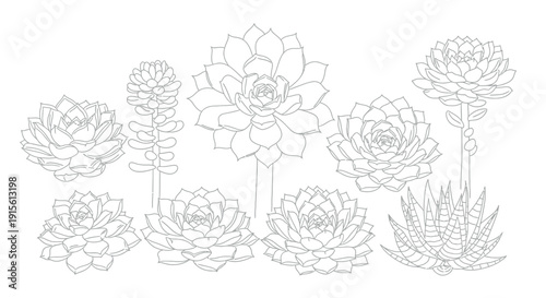 Detailed black and white line art illustration featuring a beautiful collection of various popular succulent plants perfect for coloring book pages and botanical designs