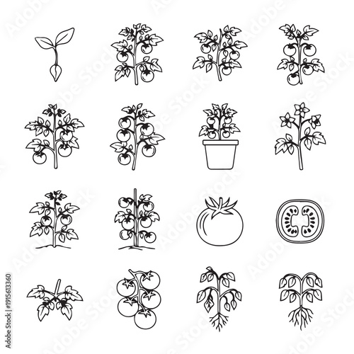 Tomato Plant Growth Stages Line Art Icons Set
