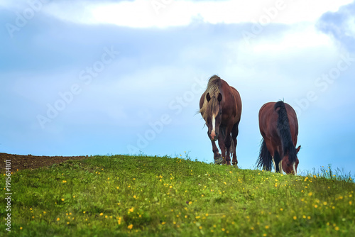 Photos Two brown horses graze on a green meadow under a blue cloudy sky.
