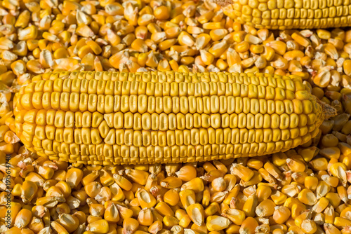 Close up of corn cob