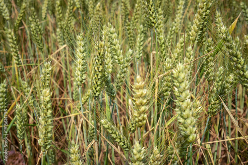 Close-up of green wheat field in rural summer area