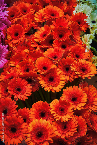 Bright red gerberas close up with other gerberas