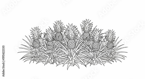 Lush tropical plantation showcasing a cluster of pineapples with spiky green foliage