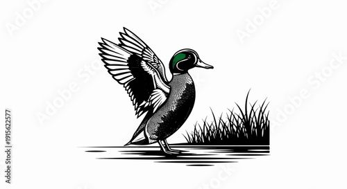 Mallard duck with wings spread in grassy waterside