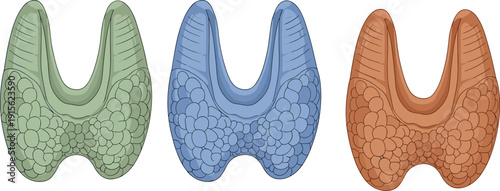 Human thyroid gland anatomy illustration, medical endocrine organ diagram in different colors vector isolated design