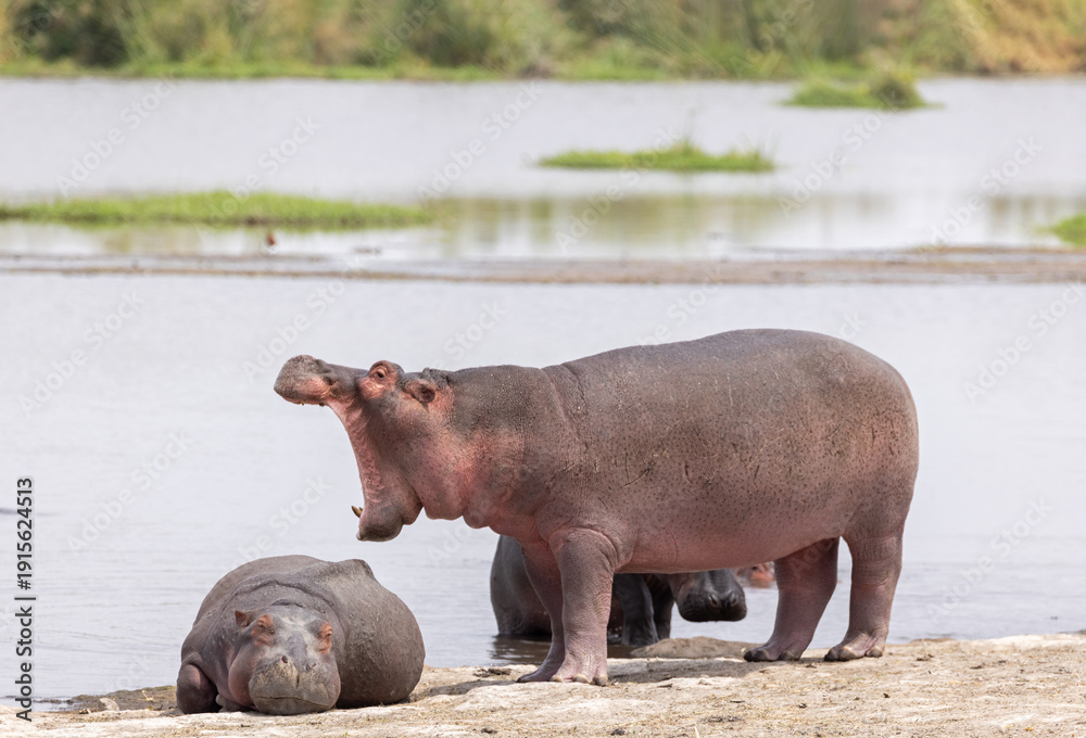 Fototapeta premium Pod of young hippos next to lake in Amboseli National Park in Kenya Africa KEN