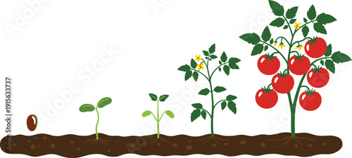 Tomato plant growth stages, seed to ripe fruit, gardening infographic, agriculture concept, farming education, plant development vector illustration