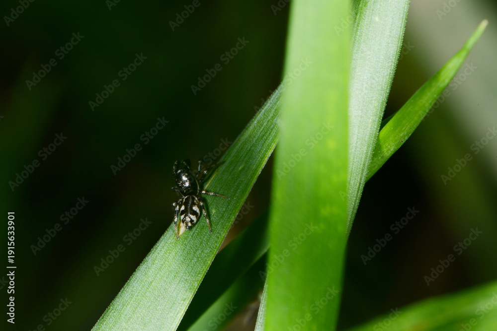 Fototapeta premium Springspinne, Evarcha arcuta