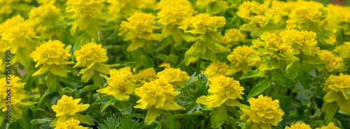 An artistic close-up image captures vibrant yellow flowers Spurge  surrounded...