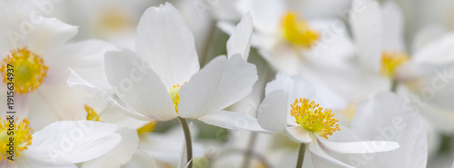 Beautiful White Flowers Anemone with Yellow Centers in a Garden Setting