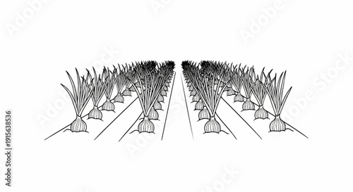 Rows of growing onions create a perspective view of a cultivated field