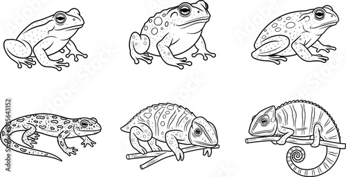 Cartoon frogs toads amphibians, salamander crawling branch, lizard perched detailed, chameleon textured skin markings, black and white reptile amphibian illustration set, educational art