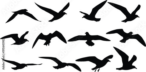 Black vector silhouette set of seagulls and marine birds flying in the sky for coastal nature branding ocean wildlife conservation and nautical travel design