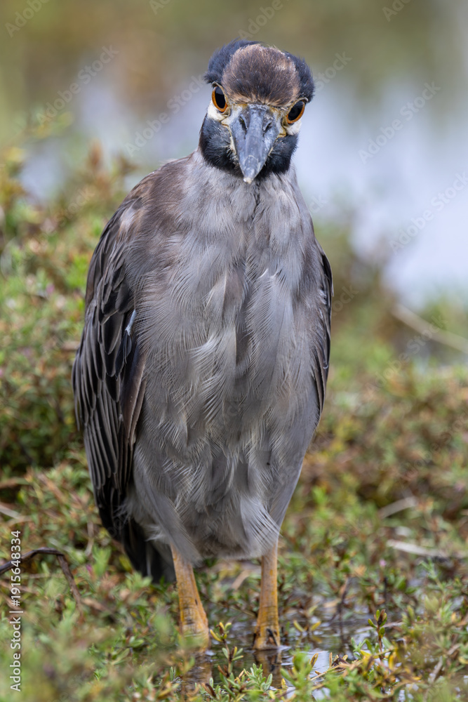 Fototapeta premium Juvenile Yellow-crowned Night Heron Front View