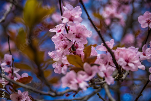 Close-up of delicate pink cherry blossom flowers blooming on tree branches against a blue sky background. Spring nature background with soft focus, floral details, and fresh seasonal mood. Ideal for