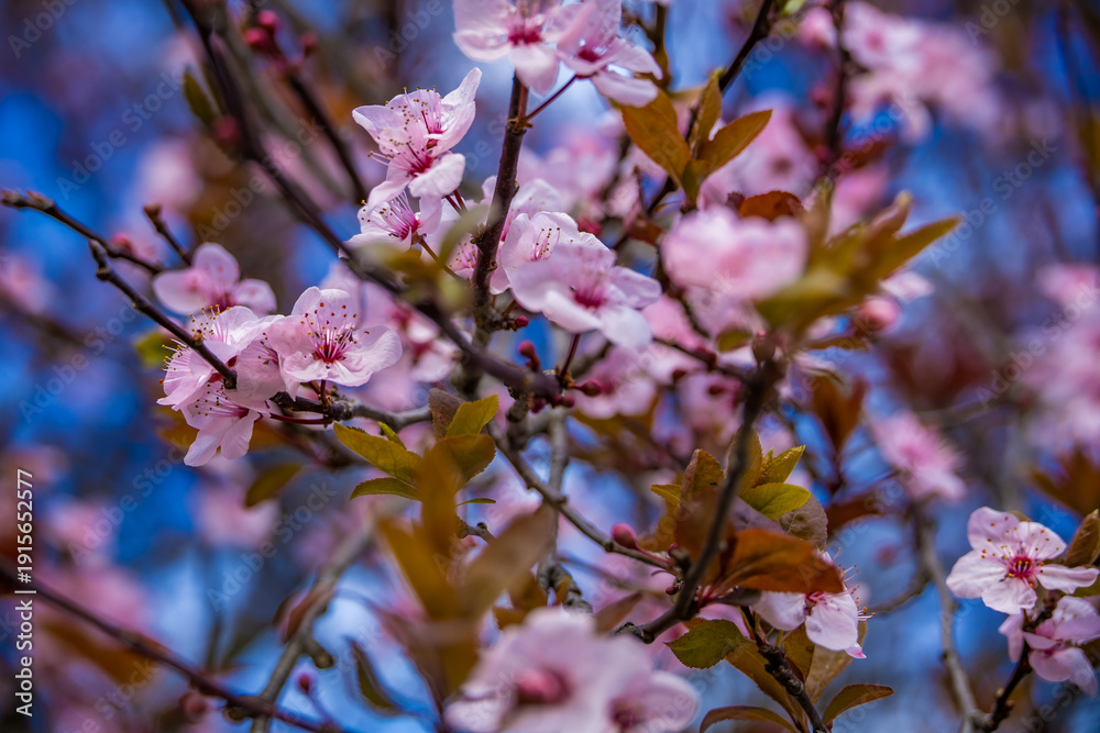 Fototapeta premium Close-up of delicate pink cherry blossom flowers blooming on tree branches against a blue sky background. Spring nature background with soft focus, floral details, and fresh seasonal mood. Ideal for