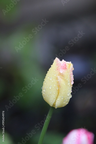 Rain‑kissed tulips blooming in early spring light in Söderhamn, Sweden.

