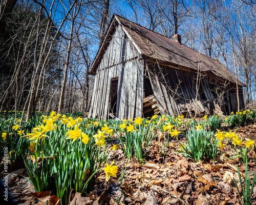 old wooden house in the woods