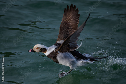 The long-tailed duck 