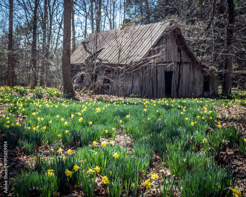 old wooden house in the woods
