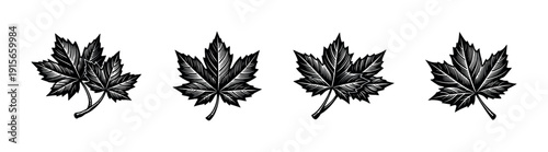 Maple leaves collection. flat vector icons set. nature and botanical silhouettes