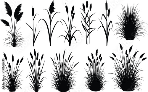 Reed grass silhouettes collection, cattail plants set, marsh vegetation illustration, wild grasses bundle, botanical nature elements isolated, black silhouette pack