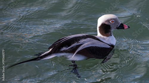The long-tailed duck 