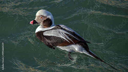 The long-tailed duck 