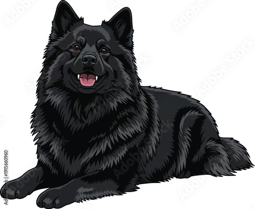 Swedish Lapphund dog lying down relaxed happy smiling pose