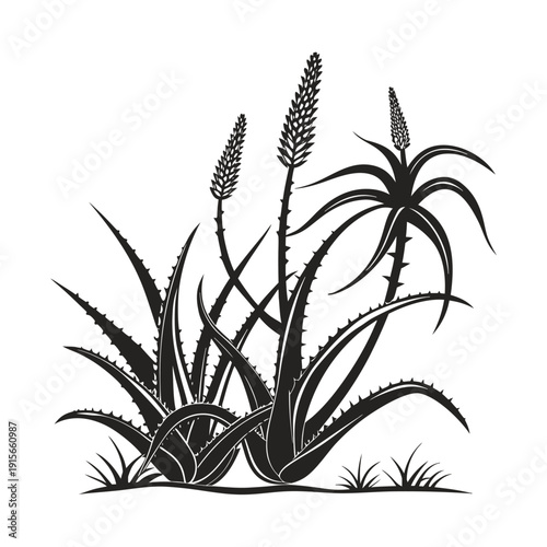 Detailed Illustration of Aloe Vera Plant with Tall Flower Spike in Clean Botanical Style